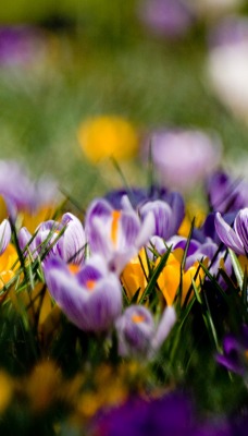 крокусы цветы макро crocuses flowers macro