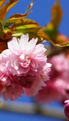 цветение ветка flowering branch