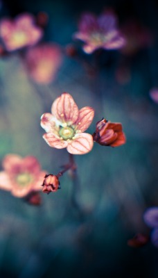 природа цветы размытие nature flowers blur