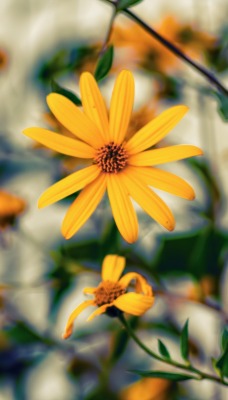 природа желтые цветы nature yellow flowers