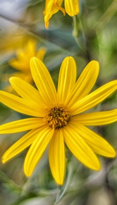 природа цветы желтые nature flowers yellow