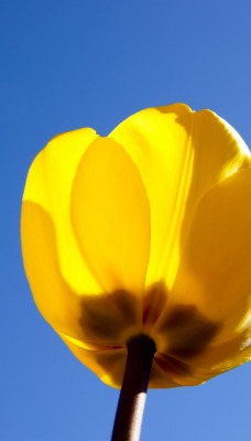 природа цветы желтый тюльпан nature flowers yellow Tulip