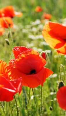 природа цветы трава маки nature flowers grass Maki