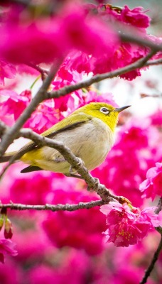 природа цветы животные птицы nature flowers animals birds