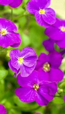 природа цветы фиалки nature flowers violets