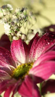 природа цветы розовые герберы nature flowers pink gerbera