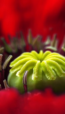 природа макро цветы nature macro flowers