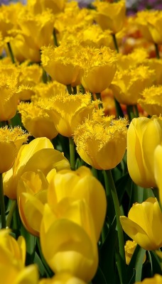 природа цветы желтые тюльпаны поле nature flowers yellow tulips field