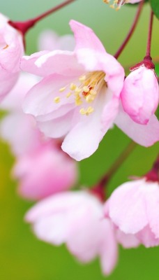 природа цветы белые деревья nature flowers white trees