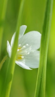 природа цветы белые трава nature flowers white grass