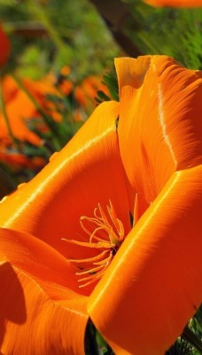 природа цветы оранжевые амк nature flowers orange AMK