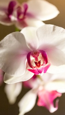 природа цветы белые орхидея nature flowers white Orchid