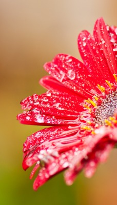 природа цветы красные nature flowers red