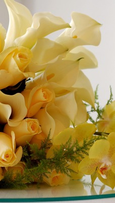 природа цветы желтые розы nature flowers yellow rose