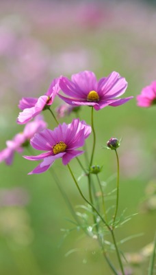 природа цветы nature flowers