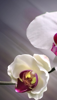 природа цветы белые орхидея nature flowers white Orchid