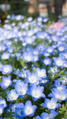 природа синие цветы nature blue flowers