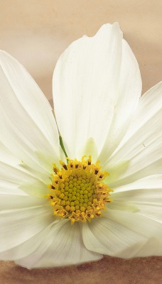 природа белые цветы nature white flowers