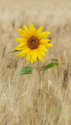 природа цветы трава nature flowers grass