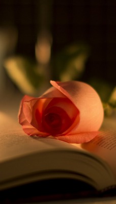 книга цветы роза свеча book flowers rose candle