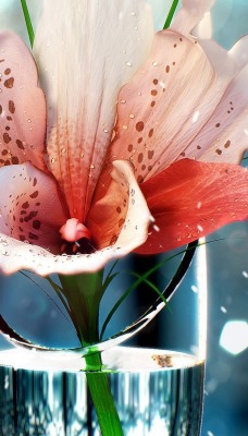цветок в вазе flower in a vase