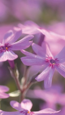 природа цветы розовые nature flowers pink