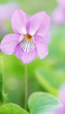 природа цветы nature flowers