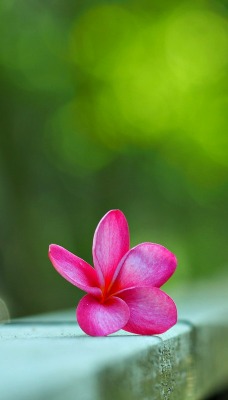 природа цветы nature flowers