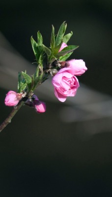 природа цветы nature flowers