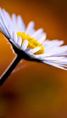 природа цветы ромашка nature flowers chamomile