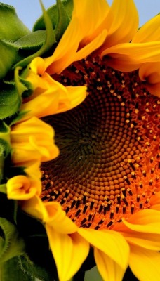 природа цветы подсолнечник nature flowers sunflower