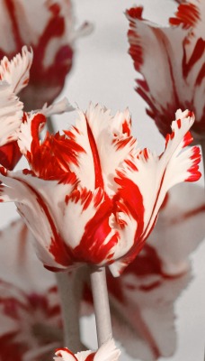 природа цветы красные белые nature flowers red white