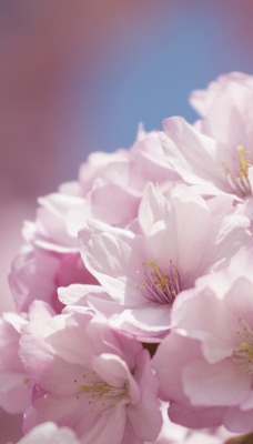 цветы макро розовые