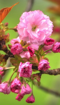 природа цветы дерево nature flowers tree