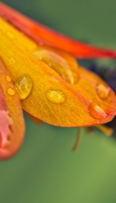 цветы капли макро flowers drops macro