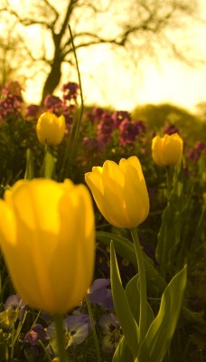 природа цветы тюльпаны желтые nature flowers tulips yellow