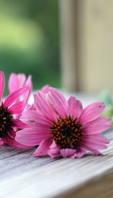 цветок на окне flower on the window