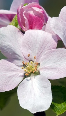 цветок макро flower macro