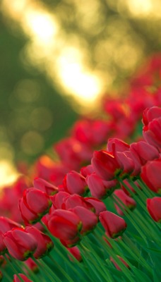 тюльпаны поле красные tulips field red