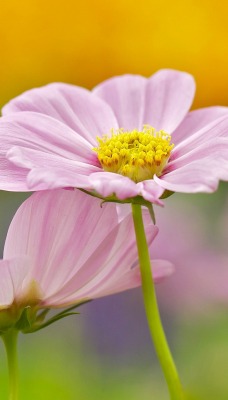 природа цветы розовые nature flowers pink