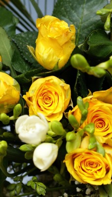 природа цветы розы желтые белые букет nature flowers rose yellow white bouquet