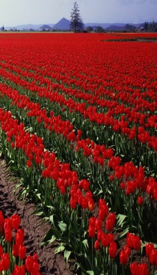 Тюльпаны голандия поле Tulips Holland field