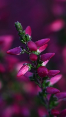 природа розовые цветы nature pink flowers