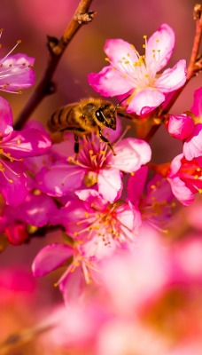 цветы цветение розовые flowers flowering pink