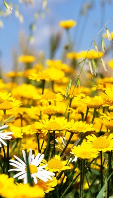 ромашки поле цветы chamomile field flowers