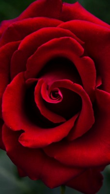 природа цветы роза красная nature flowers rose red