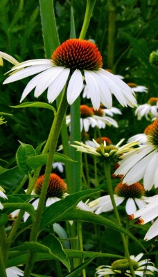 ромашки трава chamomile grass