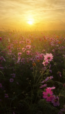 поле цветы рассвет field flowers dawn