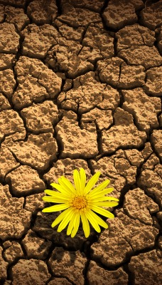 одуванчик трещины засуха dandelion crack drought