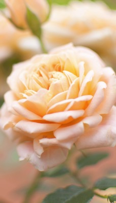 природа розы цветы белые